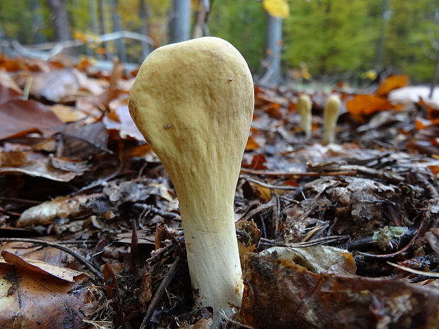 kyjak obrovský Clavariadelphus pistillaris (Fr.) Donk