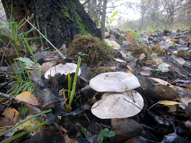 strmuľka inovaťová Clitocybe nebularis (Batsch) P. Kumm.