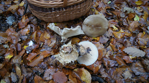 strmuľka inovaťová Clitocybe nebularis (Batsch) P. Kumm.