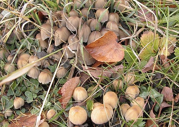 hnojník vyhŕňavý Coprinopsis macrocephala (Berk.) Redhead, Vilgalys & Moncalvo