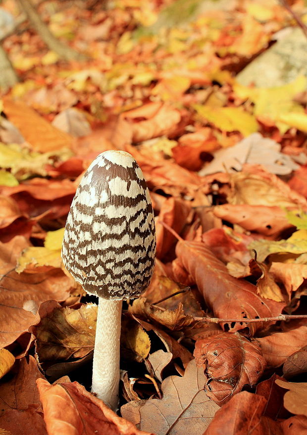 hnojník strakatý Coprinopsis picacea (Bull.) Redhead, Vilgalys & Moncalvo