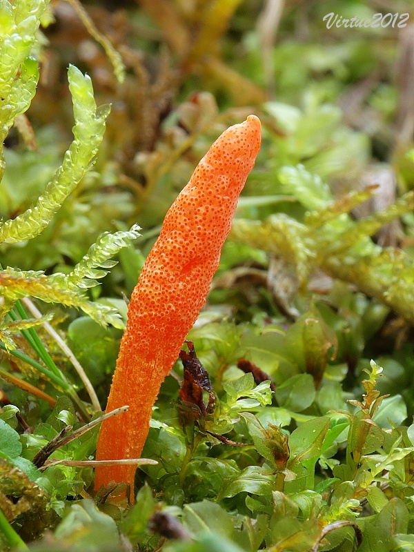 žezlovka hmyzová Cordyceps militaris (Fr.) Link