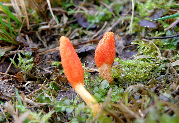 žezlovka hmyzová Cordyceps militaris (Fr.) Link