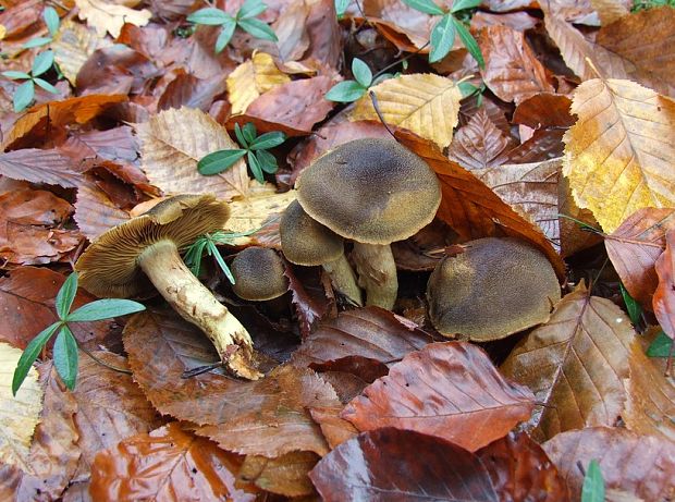 pavučinovec šupinkatý Cortinarius melanotus Kalchbr.