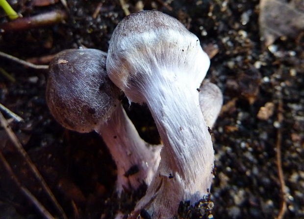 pavučinovec Cortinarius sp.