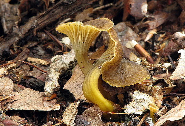 kuriatko lievikovité Craterellus tubaeformis (Fr.) Quél.