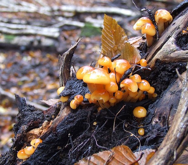 plamienka Flammulina sp.