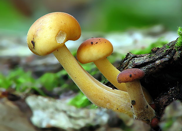 plamienka Flammulina sp.