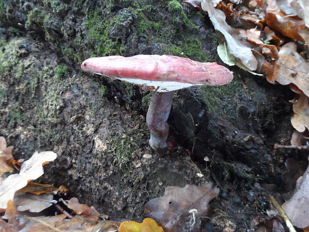 lesklokôrovka obyčajná Ganoderma lucidum (Curtis) P. Karst.