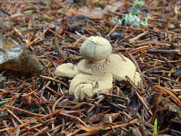 hviezdovka Geastrum sp.