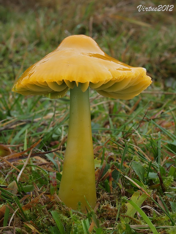 lúčnica žltozelená Gliophorus psittacinus (Schaeff.) Herink