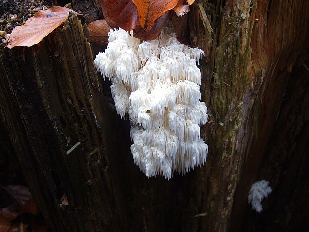 koralovec jedľový Hericium alpestre Pers.