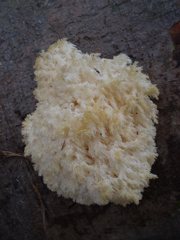 koralovec bukový Hericium coralloides (Scop.) Pers.