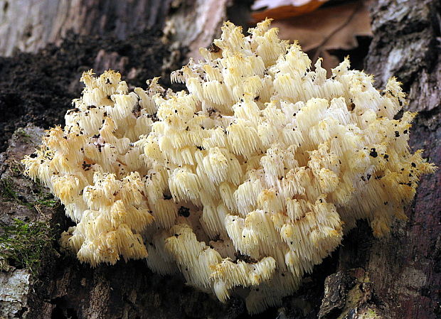 koralovec bukový Hericium coralloides (Scop.) Pers.