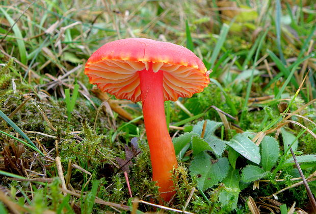 lúčnica šarlátová Hygrocybe coccinea (Schaeff.) P. Kumm.