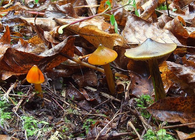 lúčnica kužeľovitá Hygrocybe conica (Schaeff.) P. Kumm.