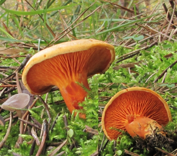 líška oranžová Hygrophoropsis aurantiaca (Wulfen) Maire