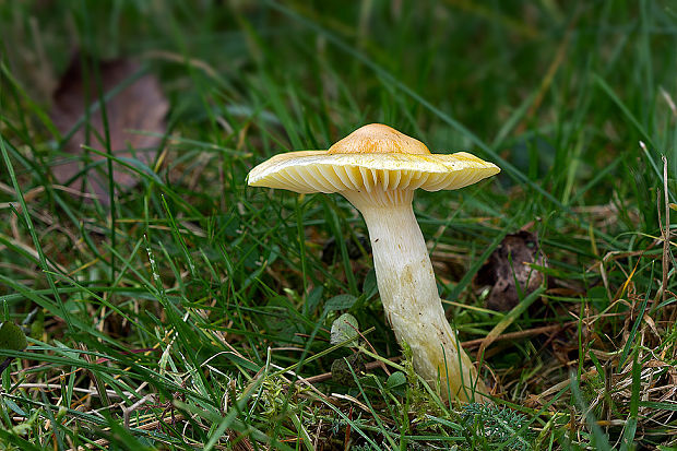 šťavnačka smrekovcová Hygrophorus lucorum Kalchbr.