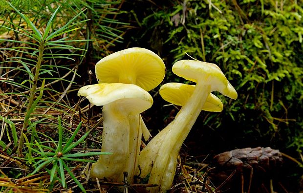 šťavnačka smrekovcová Hygrophorus lucorum Kalchbr.