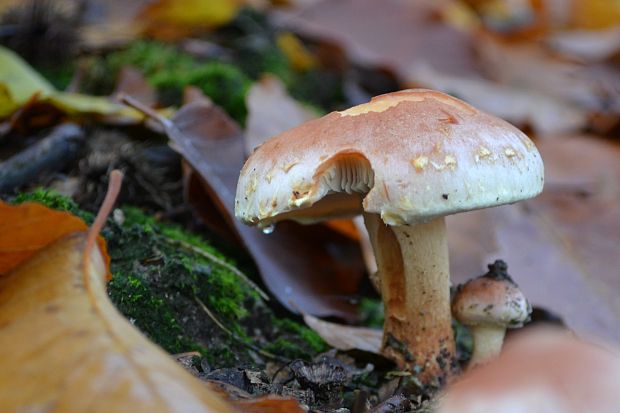 strapcovka tehlovočervená ? Hypholoma lateritium (Schaeff.) P. Kumm.