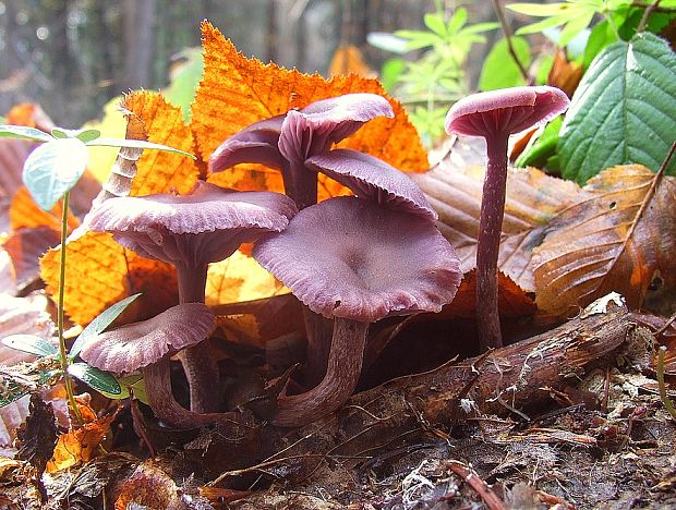 lakovka ametystová Laccaria amethystina (Huds.) Cooke