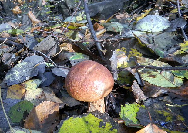 kozák osikový Leccinum albostipitatum den Bakker & Noordel.