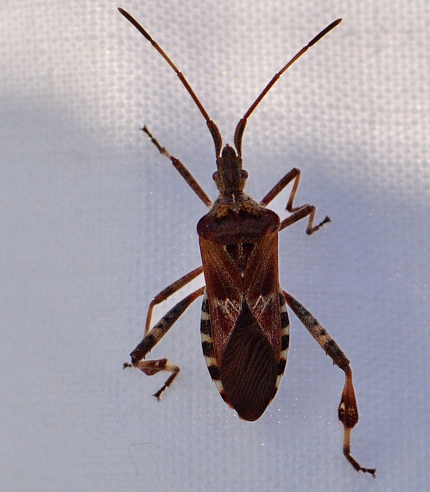 obrubnica americká Leptoglossus occidentalis