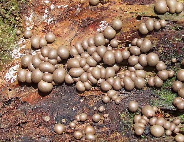 vlčinka Lycogala sp.