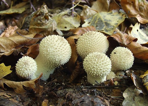 prášnica bradavičnatá Lycoperdon perlatum Pers.