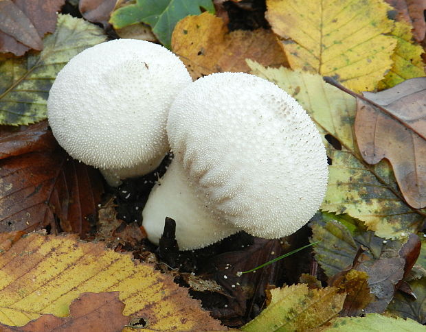 prášnica bradavičnatá Lycoperdon perlatum Pers.