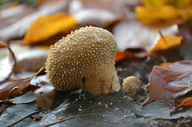 prášnica bradavičnatá Lycoperdon perlatum Pers.