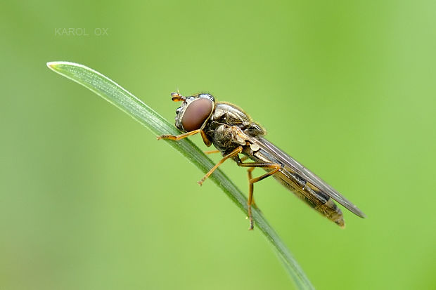 pestrica Melanostoma cf. mellinum