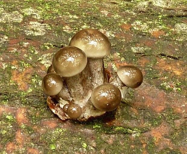 sliznačka obyčajná Mucidula mucida (Schrad.) Pat.