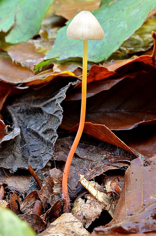 prilbička šafranová Mycena crocata (Schrad.) P. Kumm.