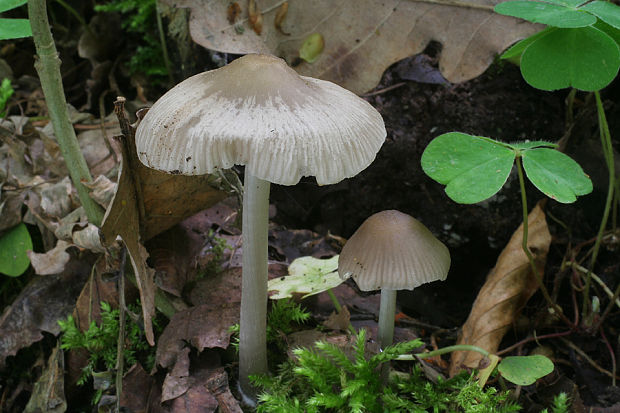 prilbička bielohlúbiková Mycena niveipes (Murrill) Murrill