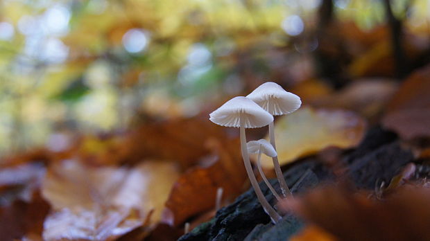 prilbička? Mycena picta (Fr.) Harmaja