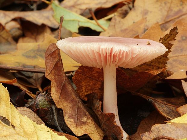 prilbička reďkovková Mycena pura (Pers.) P. Kumm.