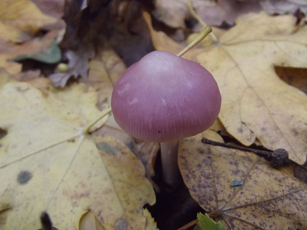 prilbička ružovkastá Mycena rosea Gramberg