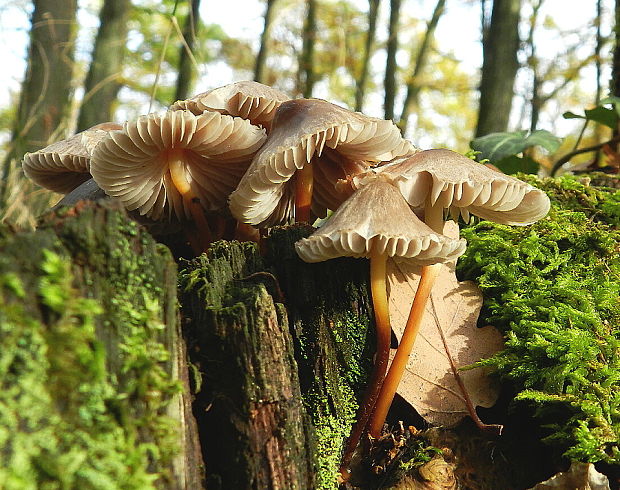 prilbička Mycena sp.