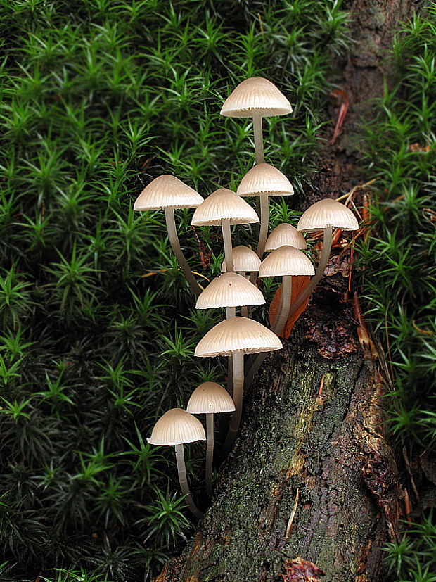 prilbička Mycena sp.