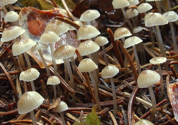 prilbička obyčajná Mycena vulgaris (Pers.) P. Kumm.