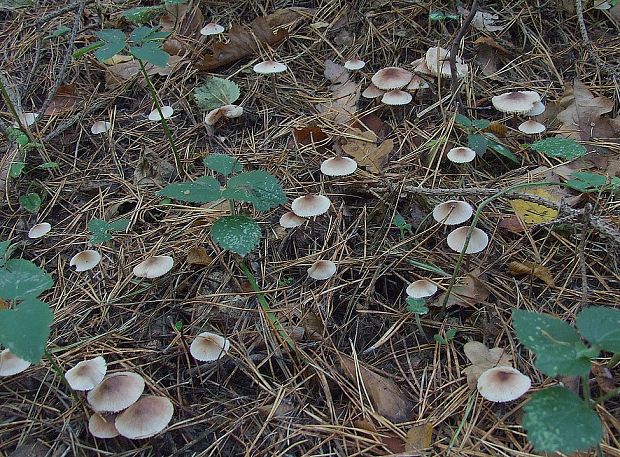 prilbička zefírová Mycena zephirus (Fr.) P. Kumm.