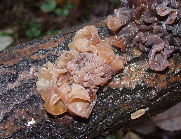 rôsolovka lupeňovitá Phaeotremella foliacea (Pers.) Wedin, J.C. Zamora & Millanes