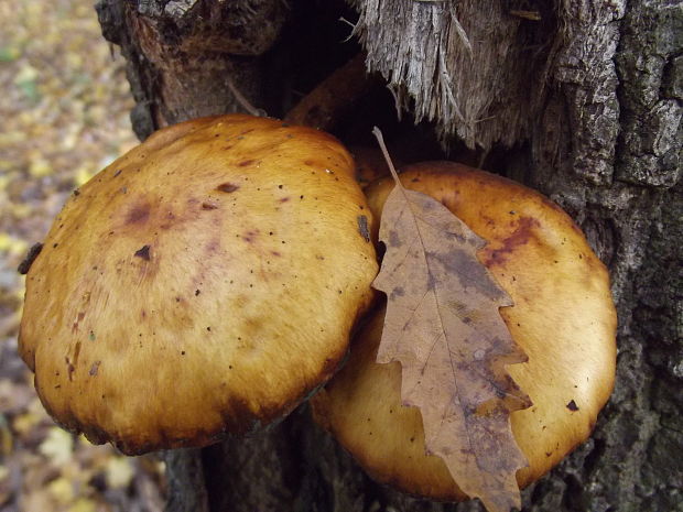 šupinovka zlatozávojová? Pholiota aurivella (Batsch) P. Kumm.