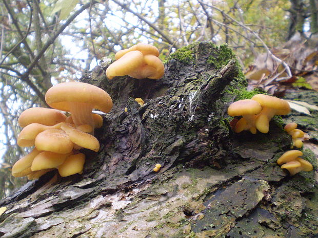 hliva lievikovitá Pleurotus cornucopiae (Paulet) Rolland