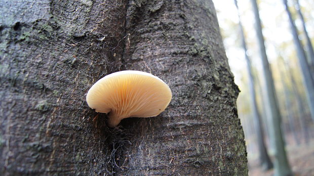 hliva dubová Pleurotus dryinus (Pers.) P. Kumm.