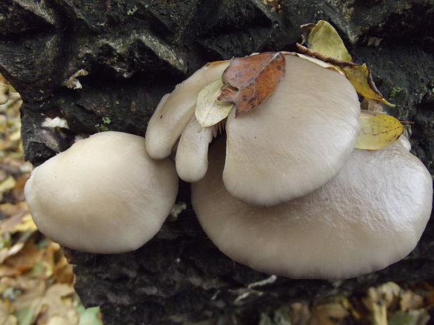 hliva ustricovitá Pleurotus ostreatus (Jacq.) P. Kumm.