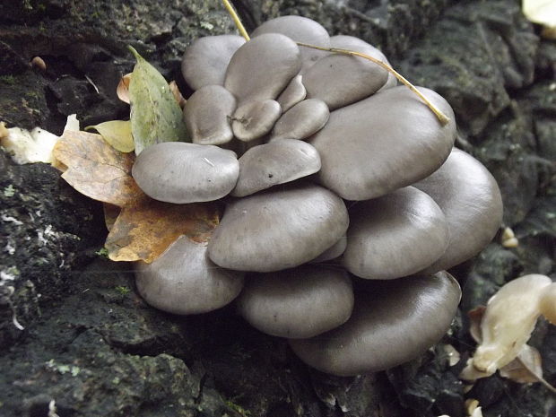 hliva ustricovitá Pleurotus ostreatus (Jacq.) P. Kumm.