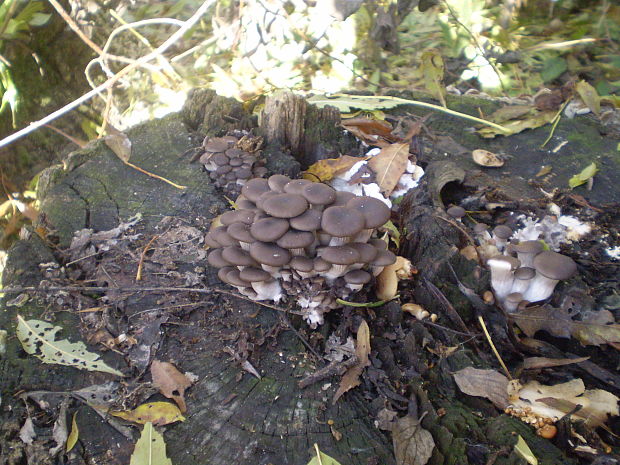 hliva ustricovitá Pleurotus ostreatus (Jacq.) P. Kumm.