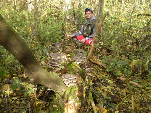 hliva ustricovitá Pleurotus ostreatus (Jacq.) P. Kumm.